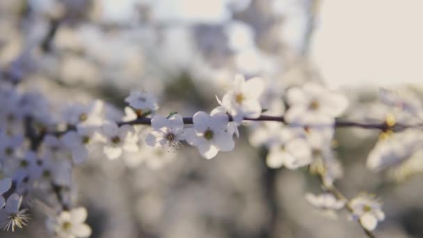 Bela flor de flores em uma árvore perto na primavera ao pôr-do-sol dolly shot — Vídeo de Stock