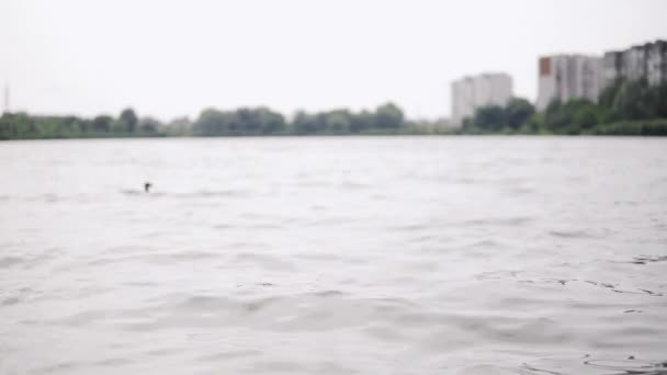 Un'anatra nuota lungo le onde dell'acqua del fiume vicino a un parco nella natura — Video Stock