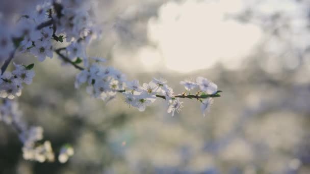 Mooie bloei van bloemen op een boom close-up in het voorjaar bij zonsondergang dolly shot — Stockvideo