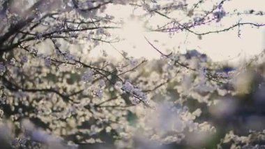 Çiçek açan ağaçlar ve parlayan güneşle güzel bahar renklerinde doğa sahnesi