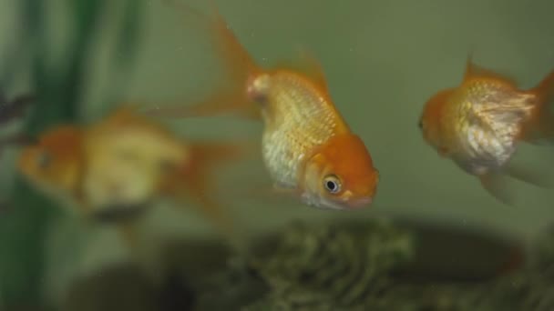 Un grupo de golfistas nadan en un acuario con un diseño decorativo. — Vídeo de stock