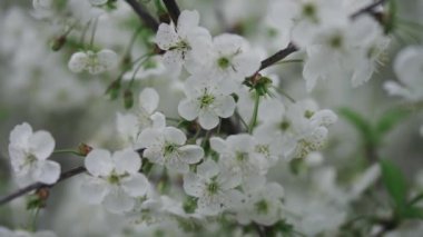 Çiçek açan bir ağacın dalları ve güneş ışığı altında beyaz çiçekler.