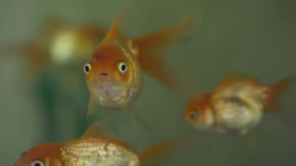 Peixe-dourado amarelo e vermelho nadando no aquário — Vídeo de Stock