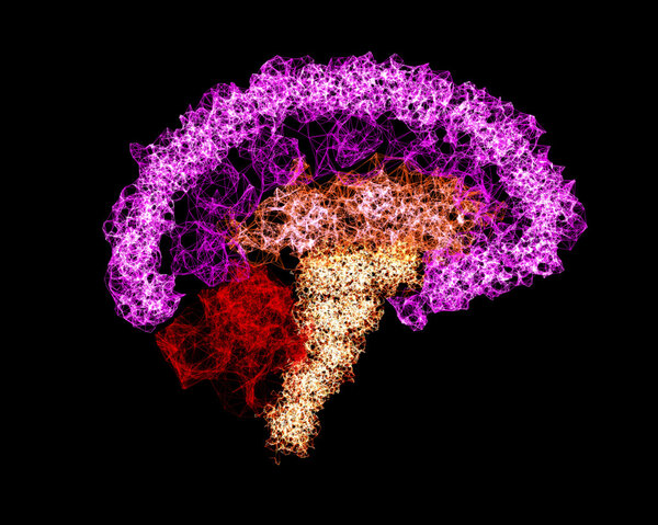человеческий мозг, нейронные связи
