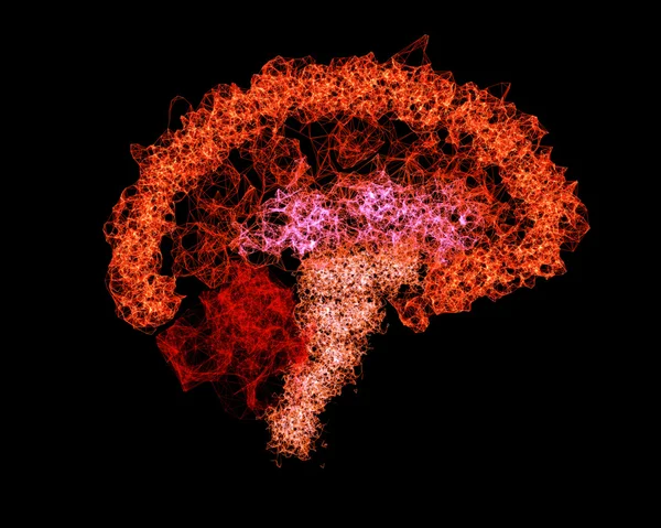 El cerebro humano, las conexiones neuronales Fotos De Stock Sin Royalties Gratis