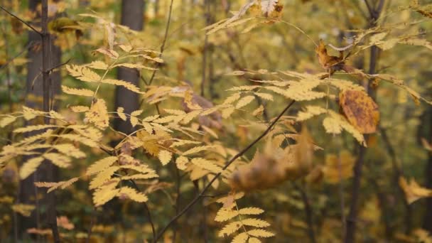 Осенние ветви с листьями, слегка движущимися на ветру — стоковое видео