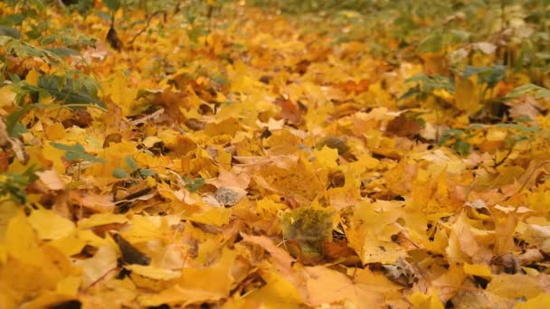 Gelbe Herbstblätter liegen auf der Spur — Stockvideo