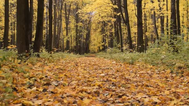 Дорога в осінньому лісі — стокове відео