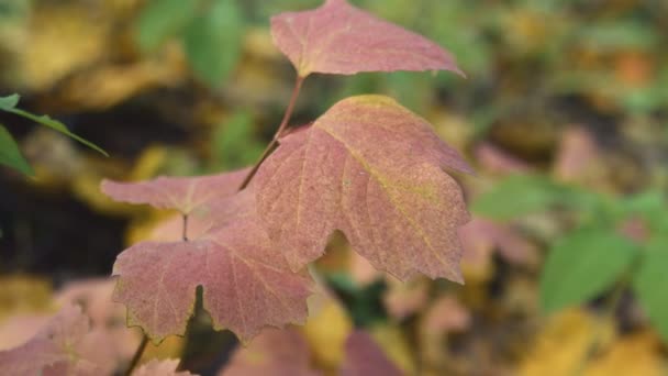 Rama con hermosas hojas balanceándose en el viento — Vídeo de stock