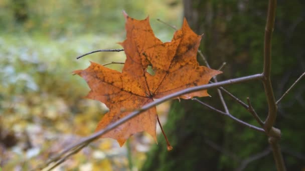 Herbstblatt liegt auf einem Ast — Stockvideo