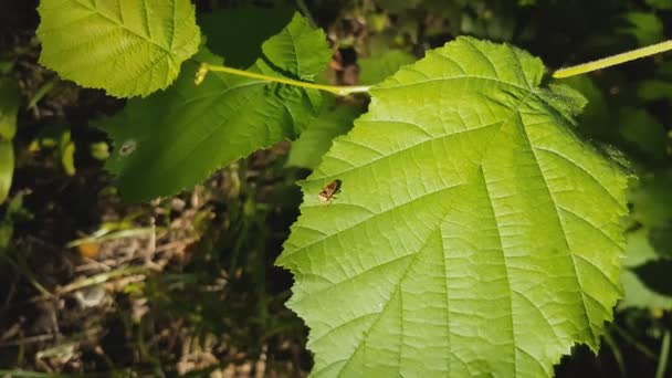 Blattläuse auf einem grünen Blatt — Stockvideo