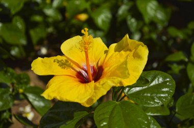 Sarı tropikal birkaç yüz tür oluşan Hibiscus. Vietnam.