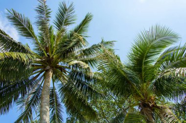 Mavi gökyüzü güzel iki palmiye ağaçları