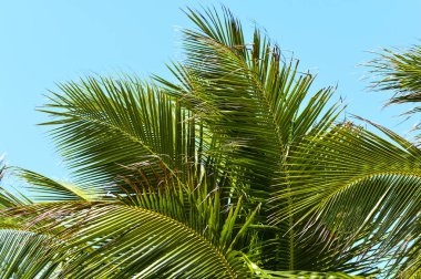 Palmiye yaprak Vietnam mavi gökyüzü karşı