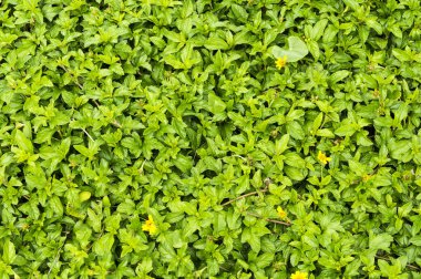 yeşil çimen arkaplan dokusu.