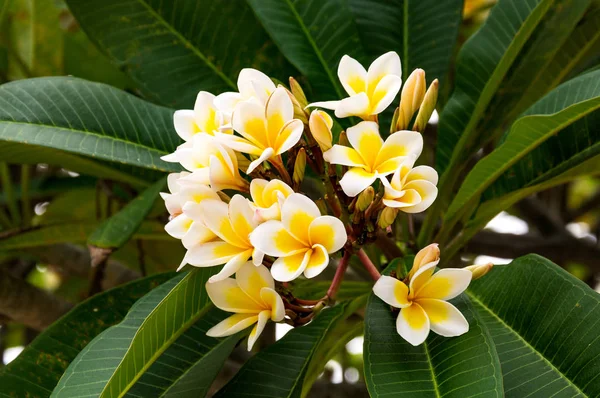 Schöne Blumen frangipani (plumeria). Pflaumenblüten sind nachts am wohlriechendsten. — Stockfoto