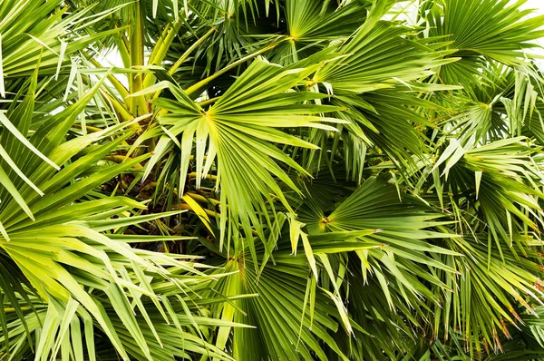 Gyönyörű zöld Pálma levelek. Vietnam — Stock Fotó