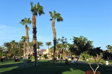Hurghada, Mısır - 14 Ekim 2013: tropikal lüks otel Kızıldeniz kıyısında güzel palmiye ağaçları