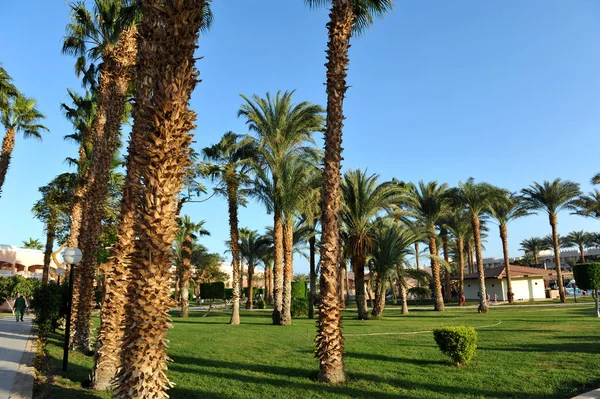 HURGHADA, EGIPTO - 14 DE OCTUBRE DE 2013: Hermosas palmeras en un hotel de lujo tropical a orillas del Mar Rojo — Foto de Stock