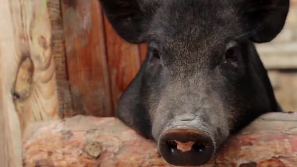 Big Pig está mirando a la cámara y gruñidos es un buen cerdo divertido — Vídeo de stock