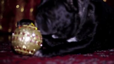 Köpek - Fransız buldozer yılbaşı oyuncak yeni yıl arka plan üzerinde oynuyor