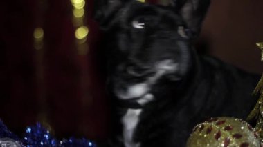 Köpek sağa, yukarı ve aşağı yeni yıl arka plan üzerinde görünüyor