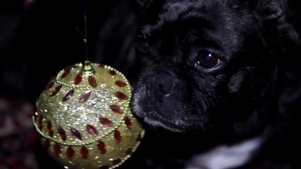 Weihnachtsball und der Hund französische Bulldogge Lupe durch die Augen — Stockvideo