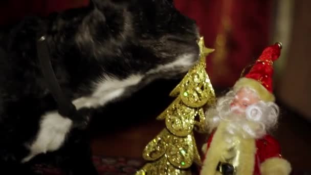 Hond - Franse Bulldog speelt op New Year's Toy New Year's achtergrond — Stockvideo