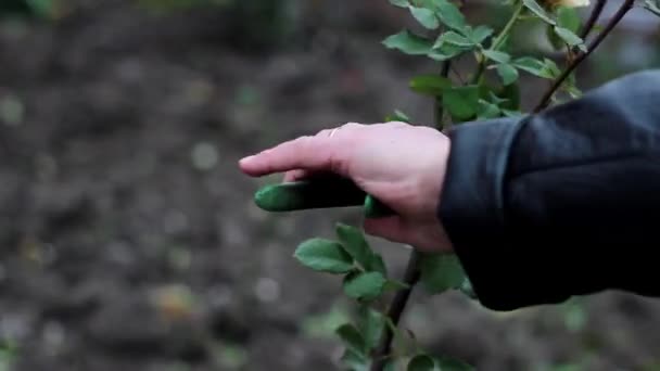 Elderly Man Cuts a Yellow Rose on Their Own Garden in Autumn in Ukraine — Stock Video