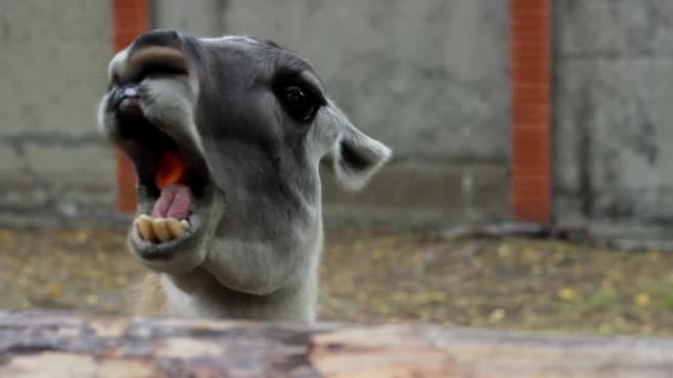Divertente animale mastica cibo, esponendo i denti per mostrare allo zoo in Ucraina Marioupol — Video Stock