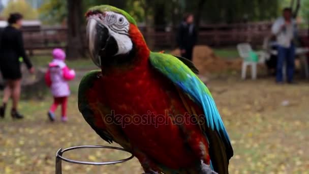 Раскрашенный попугай на фоне людей в зоопарке бежит на палочке — стоковое видео