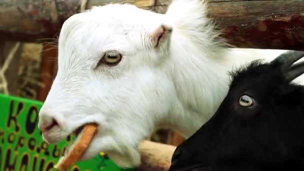 Fehér kecske eszik a kenyeret, a rágógumi és a látszó-ba a kamera — Stock videók