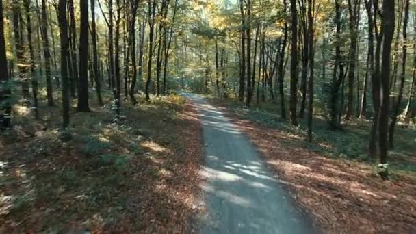 Strada nella foresta autunnale. 4k (Uhd) Video — Video Stock