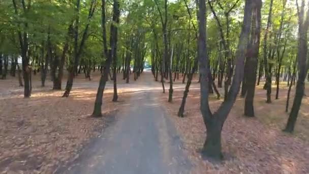 El camino entre los árboles en el parque. Vídeo 4k — Vídeo de stock