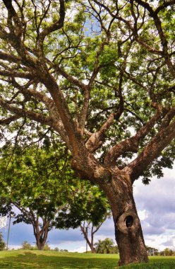 Arbol y Naturaleza