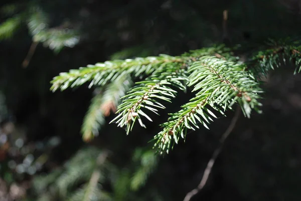 Fondo naturale con rami di pino sempreverde conifere. Foresta estiva . — Foto Stock