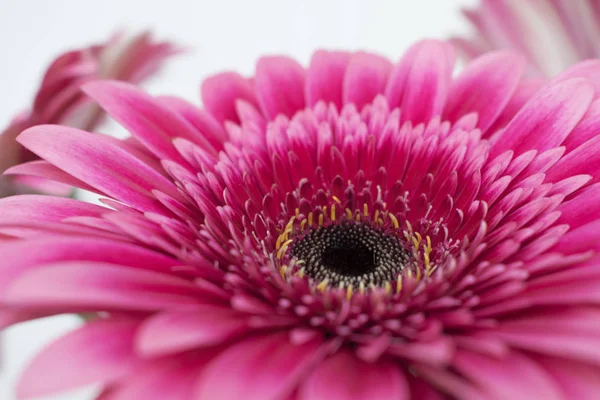 Pembe gerbera papatya buketi.