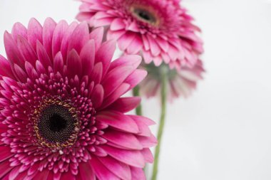 Pembe gerbera papatya buketi.