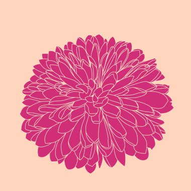 Vektör handdrawn pembe krizantem.