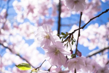 Mavi gökyüzü güzel sakura çiçek ağacı.