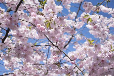 Mavi gökyüzü güzel sakura çiçek ağacı.