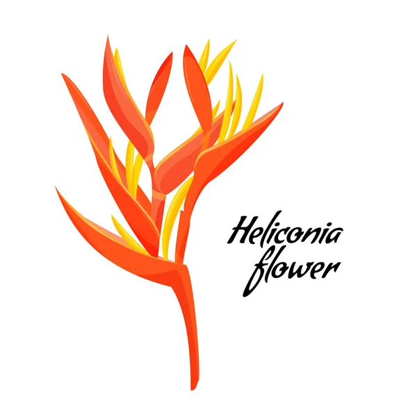 Tropical Orange Plant Heliconia Flower Vector Illustration — Stock Vector