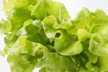 Gri arka planda bir marul. Yemekleri yakın plan çek..