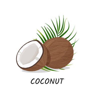 Beyaz arka planda izole edilmiş gerçekçi vektör çizimi. Yeşil yapraklı taze hindistan cevizi..