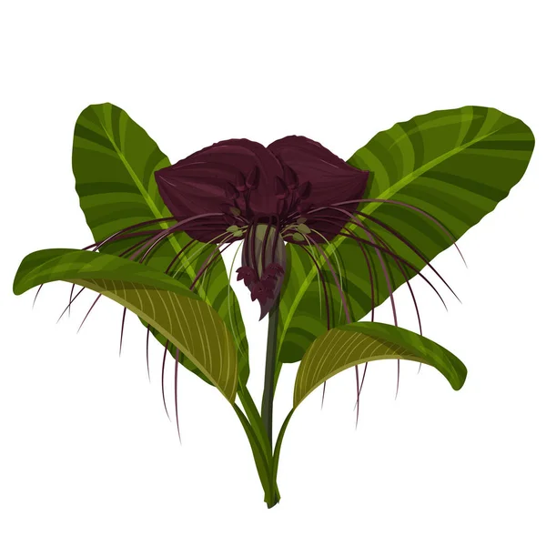 Plante Tropicale Isolée Sur Fond Blanc Fleur Tacca Violet Foncé — Image vectorielle