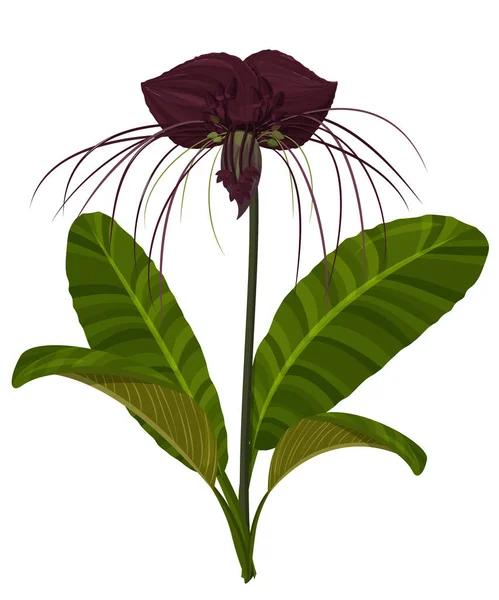 Plante Tropicale Isolée Sur Fond Blanc Fleur Tacca Violet Foncé — Image vectorielle
