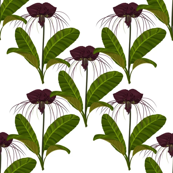 Plante Exotique Tropicale Motif Sans Couture Fond Fleurs Tacca Violet — Image vectorielle