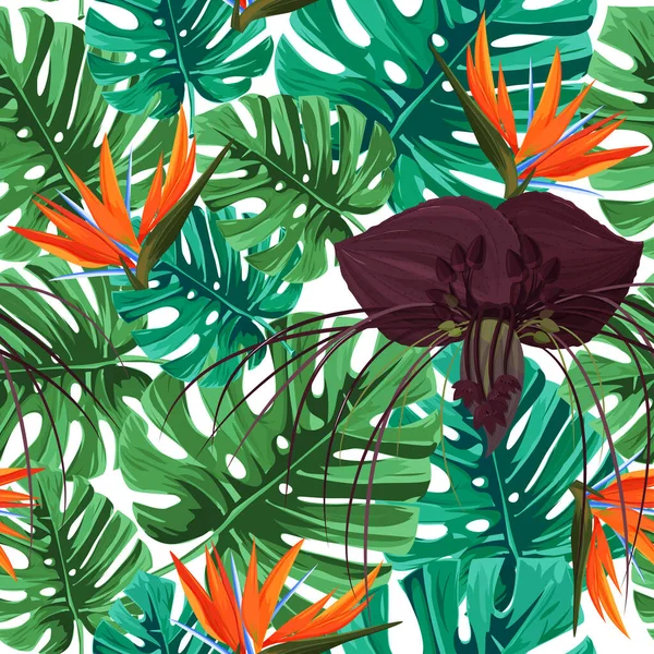 Tropikal egzotik bitkilerin kusursuz desenleri. Canavar yaprakları ve cennet kuşu çiçekleri. Koyu mor Tacca çiçeği ve strelizia arkaplanı.
