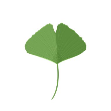 Beyaz arka planda izole edilmiş. Ginkgo yaprağı çizimi.