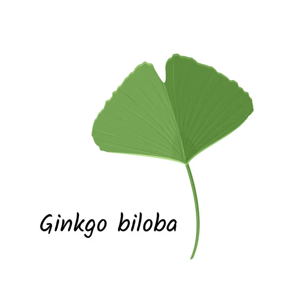 Isolated White Background Ginkgo Leaf Illustration — Stock Vector